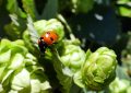 Coccinelle et houblon