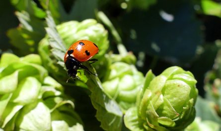 Coccinelle et houblon